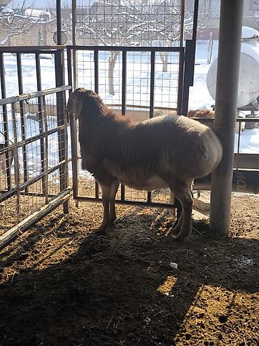 Баран, овца: Продаю | Ягненок, Баран (самец) | Арашан | Для разведения | Племенные — 1