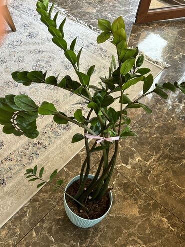 ağacların dərmanlanması: Zamioculcas zamiifolia növündən olan bu bitki, ev və ofis daxili