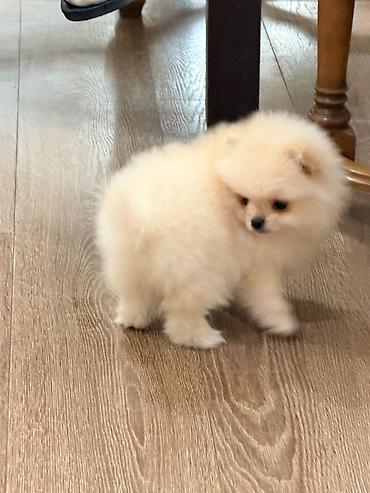 İtlər: Şpitz, 2 ay — 9