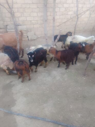 Keçilər, çəpişlər: Satılır – xırda təsərrüfat üçün keçilər qrupu - Növ: yerli qarışıq — 4