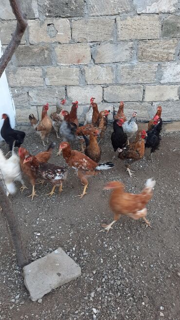 cins ineklerin qiymeti: Toyuqlar