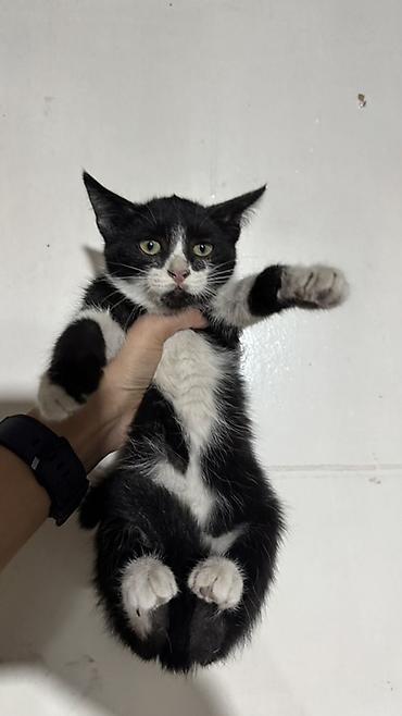 купить кота: Сиамская, 4 месяца, Мальчик, Приучена к лотку — 5