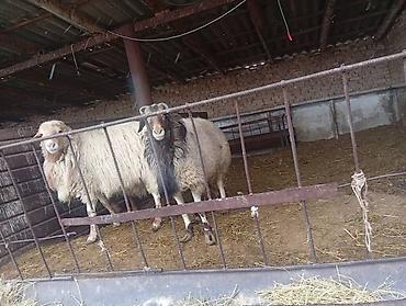 Баран, овца: Продаю | Баран (самец) | На забой — 7