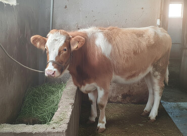 Dana, buzov: Satılır: cins dana - Növ: iribuynuzlu (dana) - Rəng: açıq qəhvəyi — 1