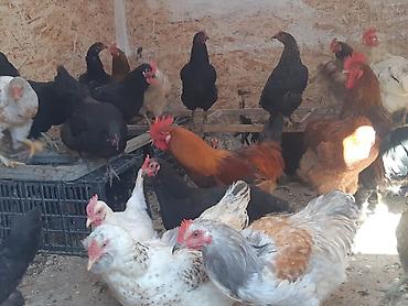Куры, петухи: Продаю | Петух, Куры | Домашняя | На забой, Для разведения, Несушки — 3