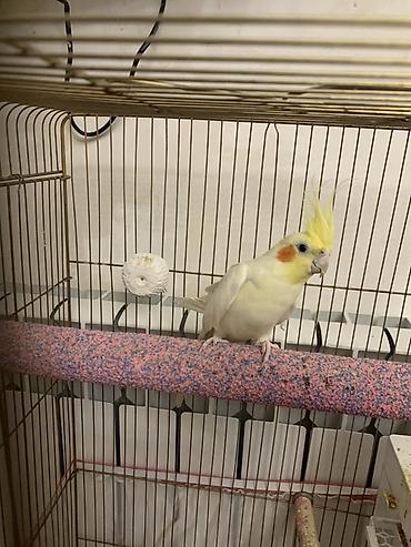 Tutuquşları: Lutilla Korella 7 ayliqdi, tam saglamdi.Erkeydi.Oz quwumun — 7