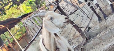 козу гриль кара балта: Продаются козы, . Козы молочной пароды, дойные