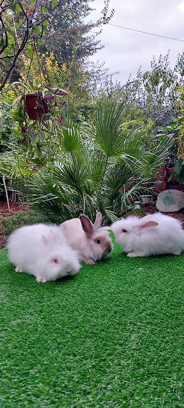 bala pişik pulsuz: Angora tipli uzun tüklü dekorativ dovşanlar - Növ: Uzun tüklü (angora — 5