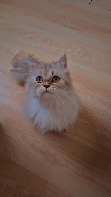 Pişiklər: Britan, Dişi, Yaxşı əllərə, Ünvandan götürmə — 7