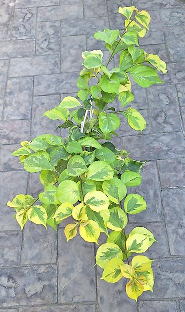 макс: Бугенвиллия (Bougainvillea) сорта Dauphine — вариегатная лиана с яркой — 2