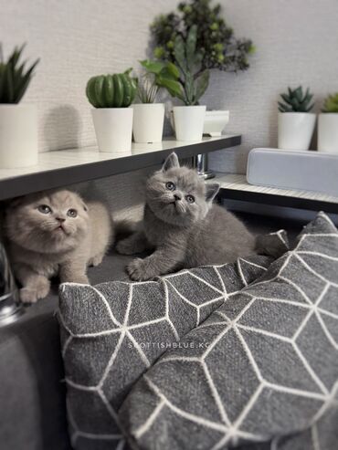 шотландская вислоухая кошка черная: Шотландские котята! Продажа! Очаровательные девочки с документами!