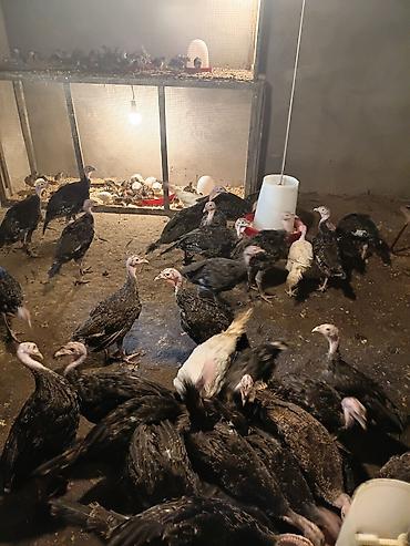 hind quşu: Məhsul: Hinduşka balaları (irili-xırdalı partiya) Təsvir: - — 4