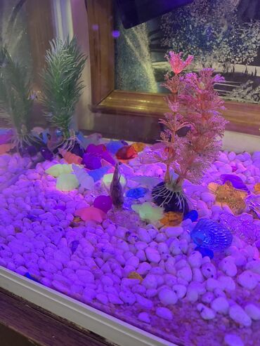 Akvariumlar: Akvaryum komplekti İçində 2 ədəd pilesos balıqla birlikdə satılır — 5