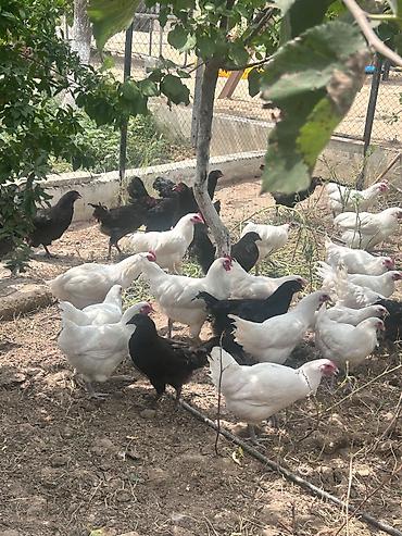 qala cinsi qoyun satilir: Salam tam saglam ag qara temiz cins 4 ay yarimliq avstralip colpalar — 1
