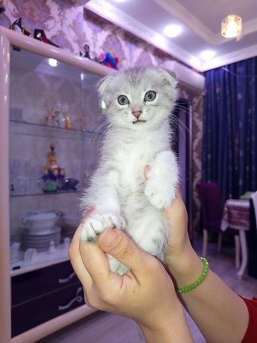 şınşıla: Ata şınşıla ana Britsh shorthairdi 2 aylıq balalar, südden — 6
