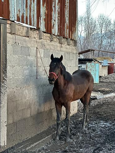 Лошади, кони: Продаю | Жеребец | Рабочий — 9