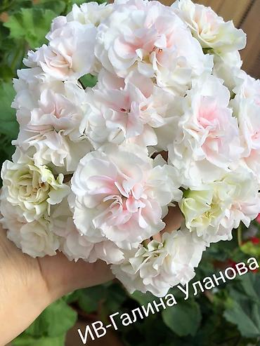 Герани и пеларгонии: Пеларгонии (герань зональная) — сортовые кустики в горшках — 19