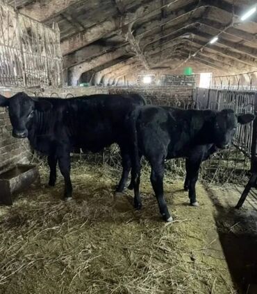 молочное оборудование: Продам бычки телята ангус сементал герефорд ауликоль голштейн