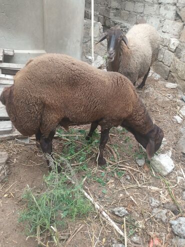 İtlər: Məhsul: qala çinsi erkək quzu satilir oktyabrin 6 si 8 ayi olaçaq