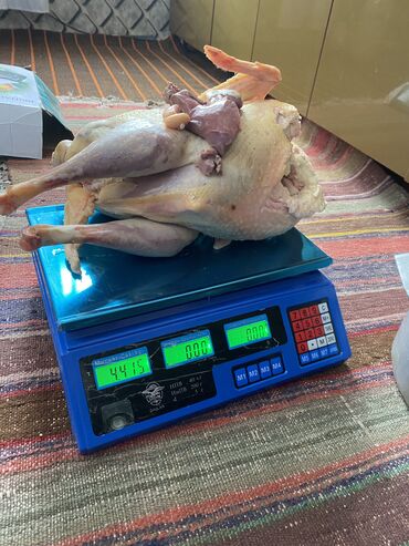 Hinduşkalar: Erkək, Ətlik, Ünvandan götürmə — 14