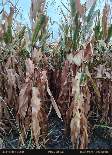 зерно пшеницы: 🌽🌽🌽жүгөрү сатылат ✅Сорт:ПЛ-700 ПОД КОМБАЙН Кукуруза на продажу — 3