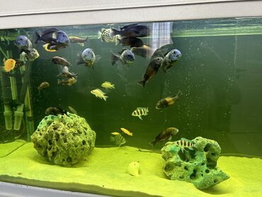 baliq akvarium satisi: Baliq Tropheus. salam aleykum kalon wekilinde satilir 18 ededdi