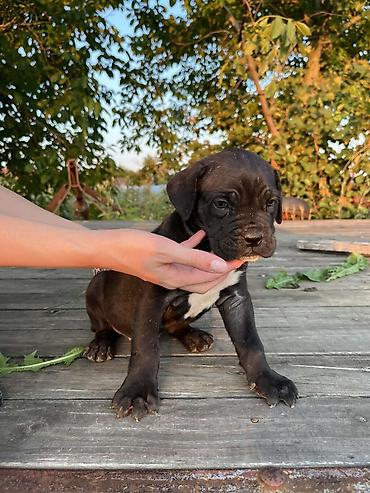 Psi: Rasa Cane Corso snažne građe) Starost: 45dana Boja dlake: nijanse — 8
