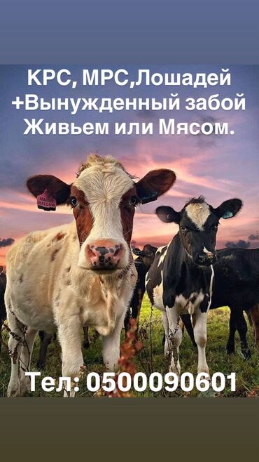 бирка для животных: Звонить любое время суток