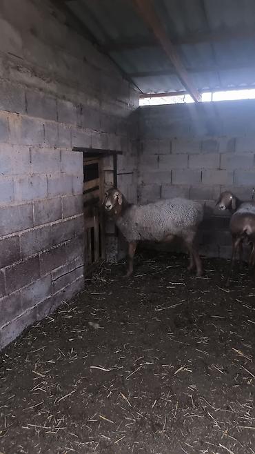 кара балта корова: Продаю | Овца (самка) — 2