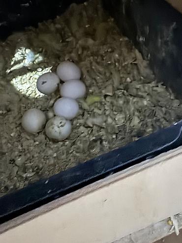 cex quşlar: Cut cex altinda 6 yumurta — 2