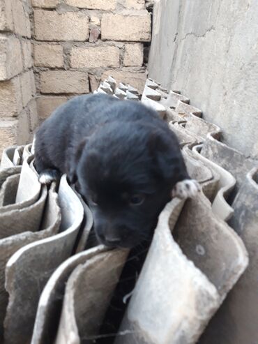 İtlər: Zvanok balaları - Rənglər: şokolad qəhvəyi, açıq qəhvəyi və qara - — 12