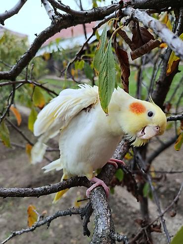 Tutuquşları: Erkək Karella satılır adı Ori di 7 aylıq quşdu ələ çiyinə başa rahat — 2