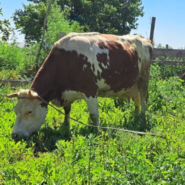 декоративные животные: Продаю | Корова (самка) | Айрширская | Для молока | Племенные, Стельные