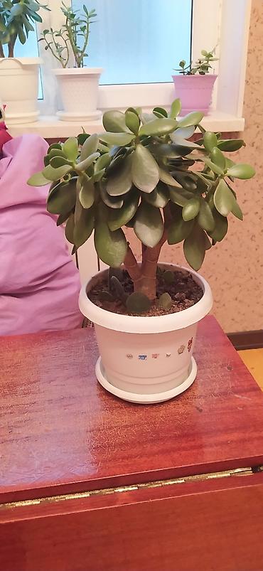 pul qab: Saksı bitkiləri – ətirli ıtır (sardunya) və Pul ağacı (Crassula ovata) — 5