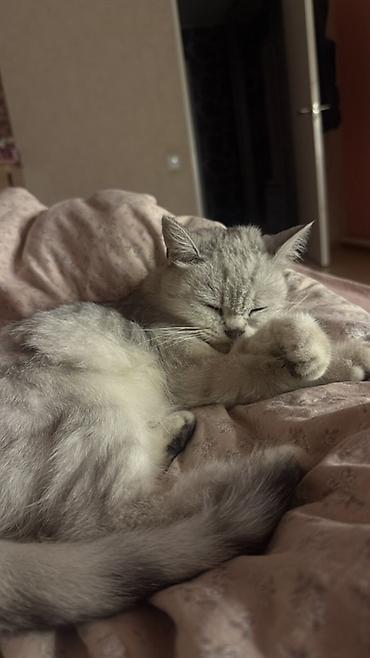кошки шотландский: Шотландские котята (Scottish Fold/Scottish Straight) от домашней кошки — 5
