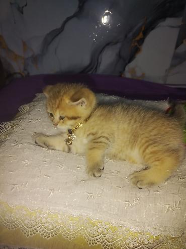 Pişiklər: Britan — 5