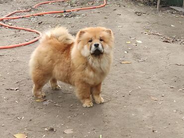 порода собака: Шакарная девочка породы Чау-Чау. Отличное происхождение, документы