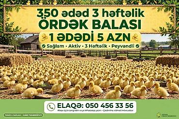 Məhsul: 3 həftəlik ördək balaları • Say: 350 ədəd • Yaş: 3 həftəlik lalafo.az -da Məhsul: 3 həftəlik ördək balaları • Say: 350 ədəd • Yaş: 3 həftəlik
