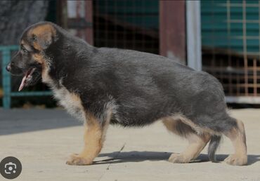 Собаки: КУПЛЮ чистокровную немецкую овчарку 1, 2, 3, 4 месяц, кабель до 5000