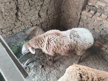 Бараны, овцы: Продаю | Баран (самец) | Полукровка | На забой | Кастрированные at lalafo.kg — 1 Бараны, овцы: Продаю | Баран (самец) | Полукровка | На забой | Кастрированные — 1