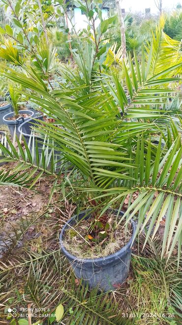 beqoniya bitkisi: Finik palmasi hər qiymətə olanı var sifariş üçün əlaqə saxlaya