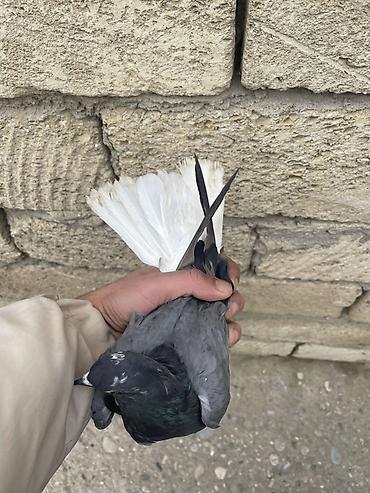 Göyərçinlər: 8 ədəd qara əbreş ağ qənəd falan 4 manatdan 8 ədəddir 2ədəd kəmərilər -da lalafo.az — 9 Göyərçinlər: 8 ədəd qara əbreş ağ qənəd falan 4 manatdan 8 ədəddir 2ədəd kəmərilər — 9