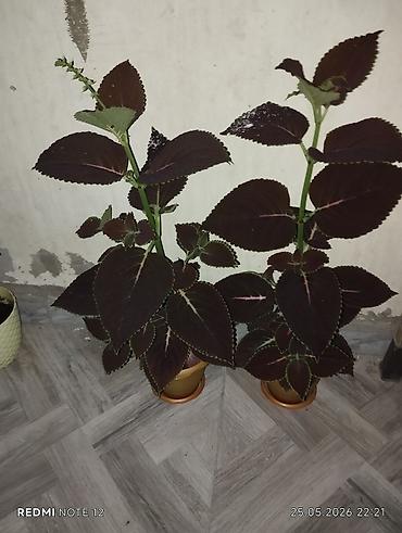 ev bitkisi: Kolyoz (Coleus) dekorativ yarpaqlı otaq bitkisi – qablarda şitillər və — 4