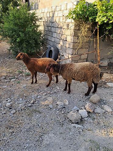 quzu satisi: Salam tam sağlam 7 və 6 aylıq Erkey quzular satılır vesləri 6 aylıq — 1