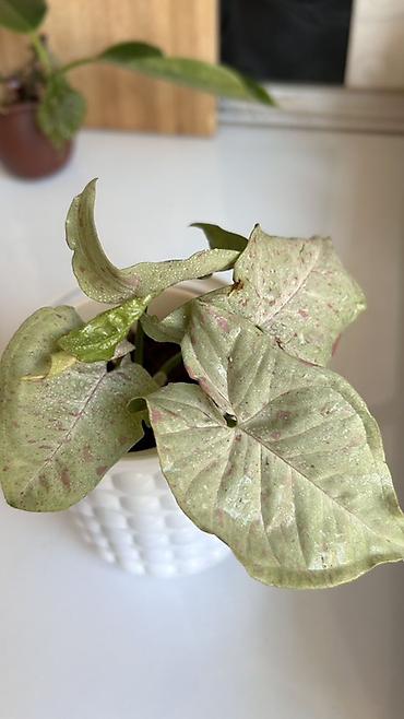 nergiz gülü şekilleri: Syngonium Milk Confetti – dekorativ ev bitkisi 🌿 Dekorativ bitki — 3
