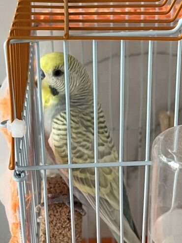 Собаки: Erkek tutu quşu ütünde qefesi yuvasī ile bir yerde