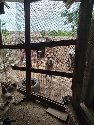 doberman iti: Alabay, 3 il, Erkək, Peyvəndli, Ünvandan götürmə — 3