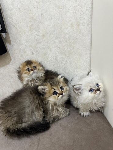 Pişiklər: Britan, Dişi — 2