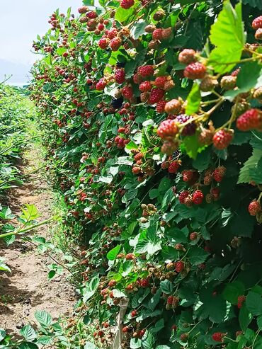 купить саженцы малины полька: Саженцы : Ежевика, Самовывоз