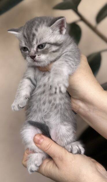 Pişiklər: Şotland — 17